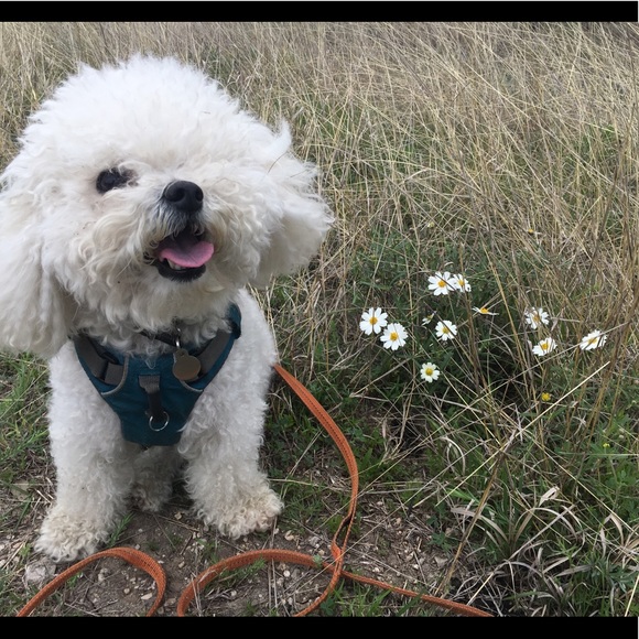 Shop my closet so my dogs can have better lives ☺️ - Picture 4 of 7